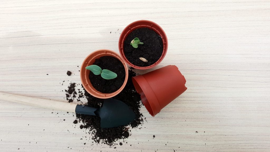 Baba 55 Seedling Pot (1 Set 12pcs) Pasu Benih Tanaman Gardening Cactus ...
