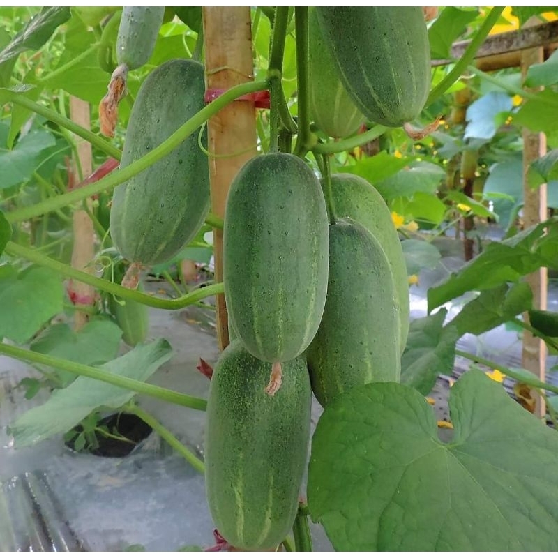 BIJI BENIH TIMUN BABY / MINI PACK 20 GRAM CITRA BABY KELUARAN BINTANG ...