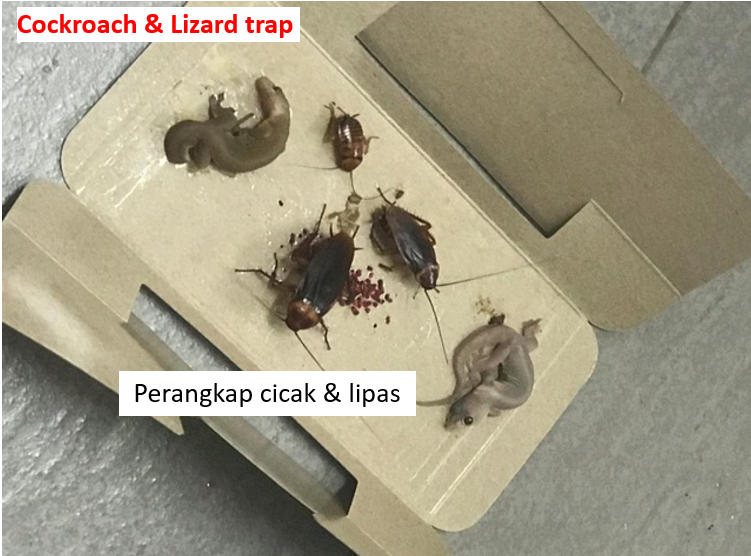 Perangkap cicak lipas Cockroach Lizard Trap Glue Stick insect trap killer  抓蟑螂 壁虎 陷阱 蟑螂屋 昆虫