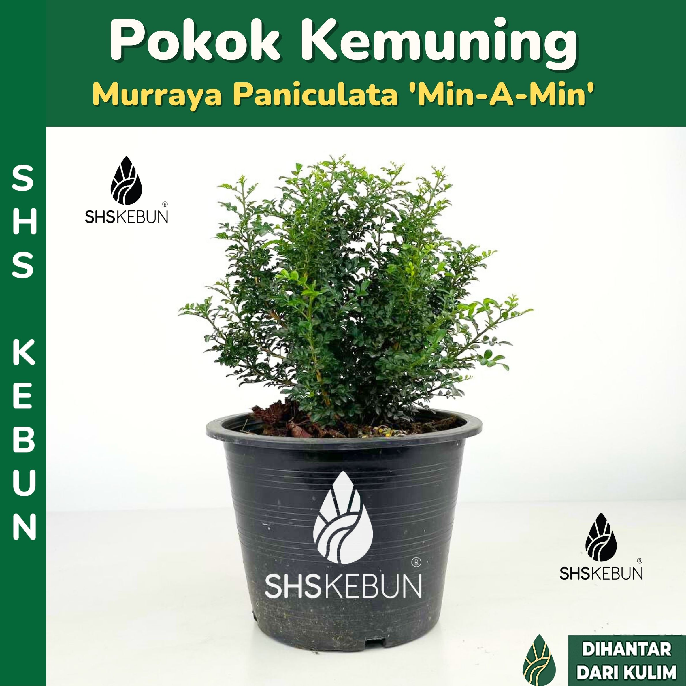 Murraya Paniculata Orange Jasmine Pokok Bunga Kemuning Harum Sedap ...