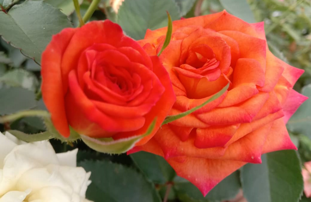 Pokok Bunga Rose (Mini Rose) | Shopee Malaysia
