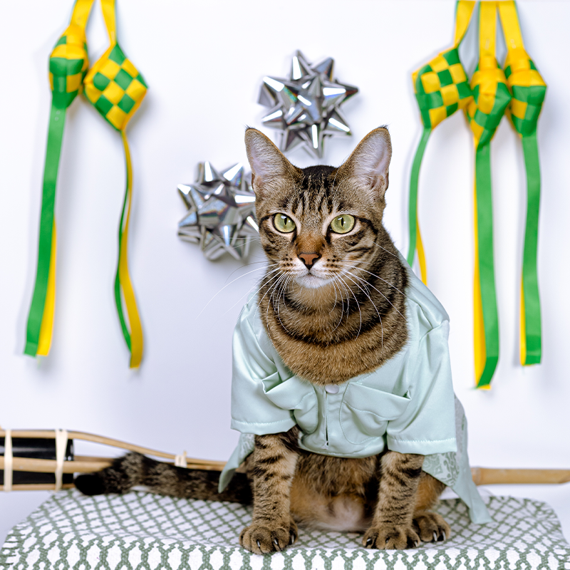 [BUATAN MAS] MINT Premium Baju Melayu Kucing Baju Kurung Baju Raya ...