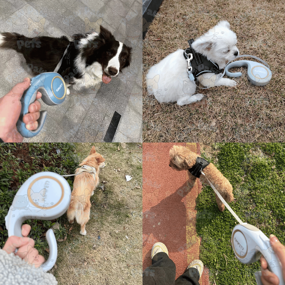 Extendable & Retractable Dog Leash Automatic | Shopee Malaysia