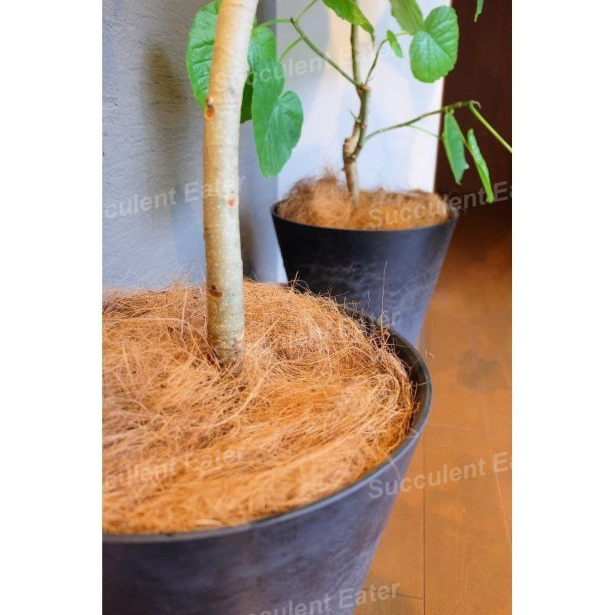 Cocofiber 100g Coco Fibre Sabut Kelapa Kasar Kering Coconut Husk Soil ...