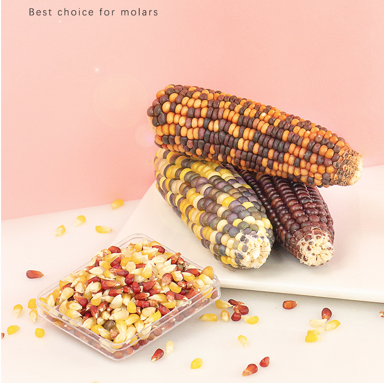 Photo inspiration: Fresh Look at Animal Mini Corn For Hamster Guinea Pig Rabbit Chinchilla Other