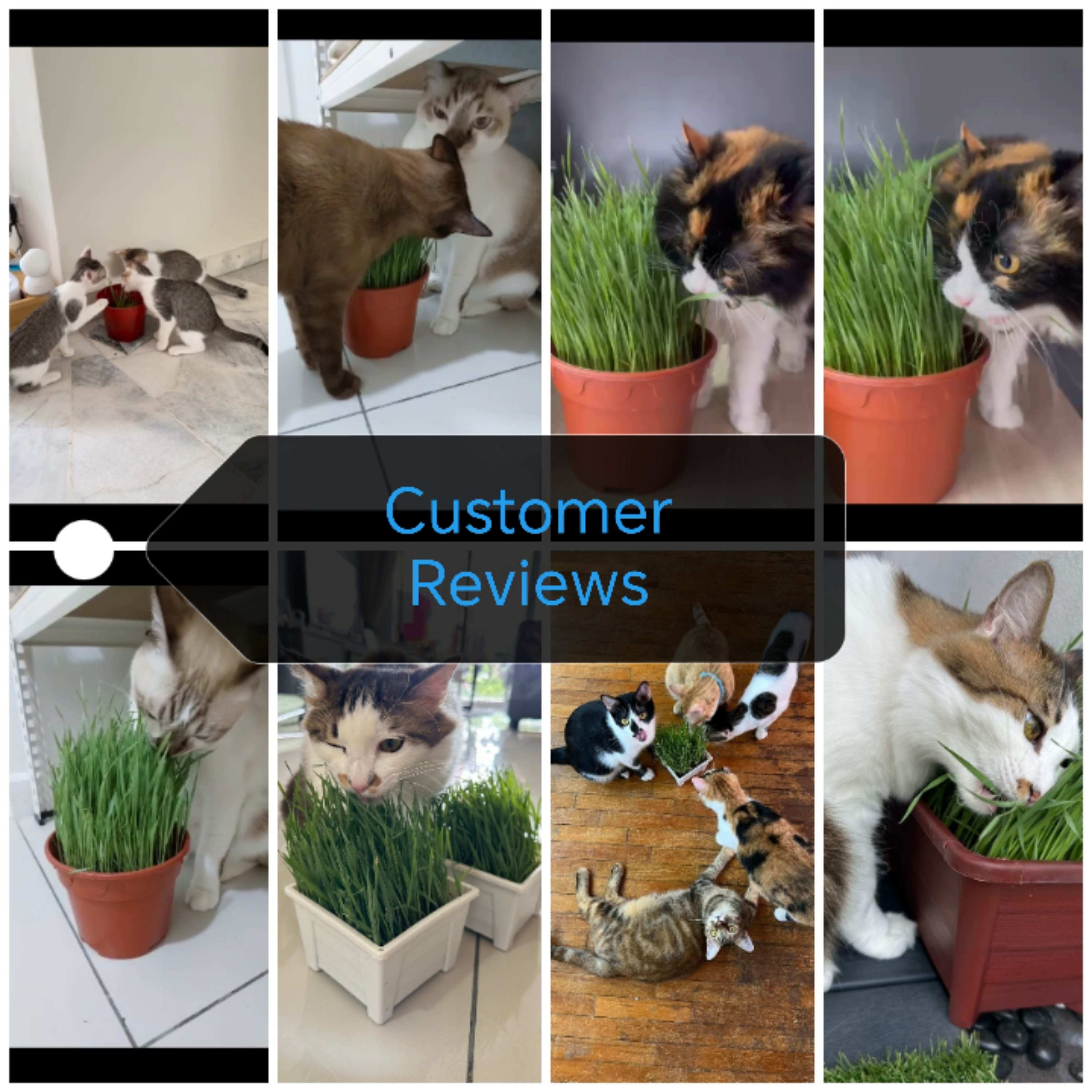 Ready to eat 100% natural Cat Grass Rumput Kucing Siap Tumbuh ...