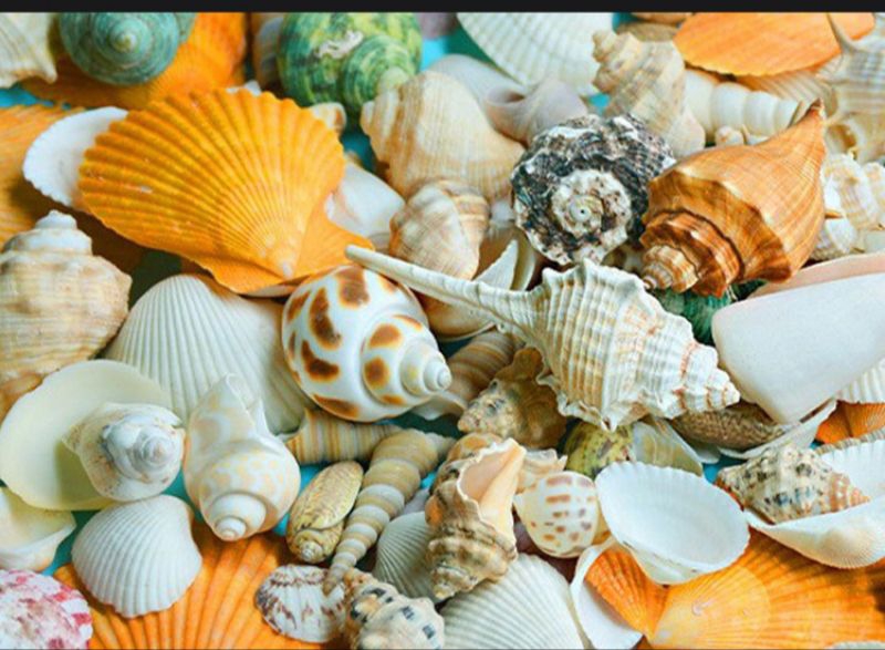 200g Mixed Sea Shell Aquarium Decoration Basket Mix Sea Shell Shell ...