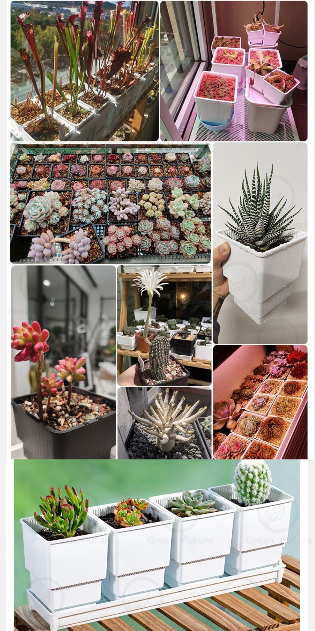 [READY STOCK]养多肉植物神器 多肉盆 仙人掌盆 多肉植物盆 MESHPOT 控根花盆 SUCCULENTS POT CASTUS ...