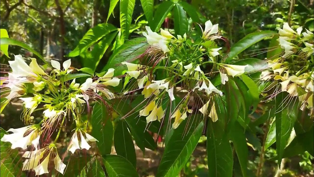 Anak Pokok Dangla/Dalo aka Crateva Religiosa | Shopee Malaysia