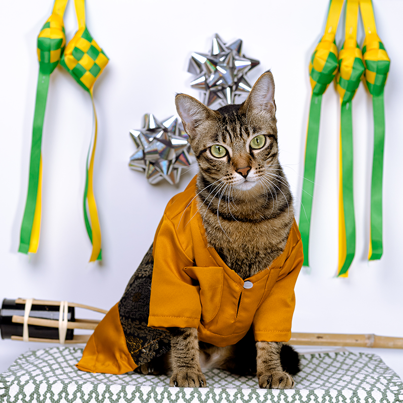 [BUATAN MAS] Orange Premium Baju Melayu Kucing Baju Kurung Baju Raya ...