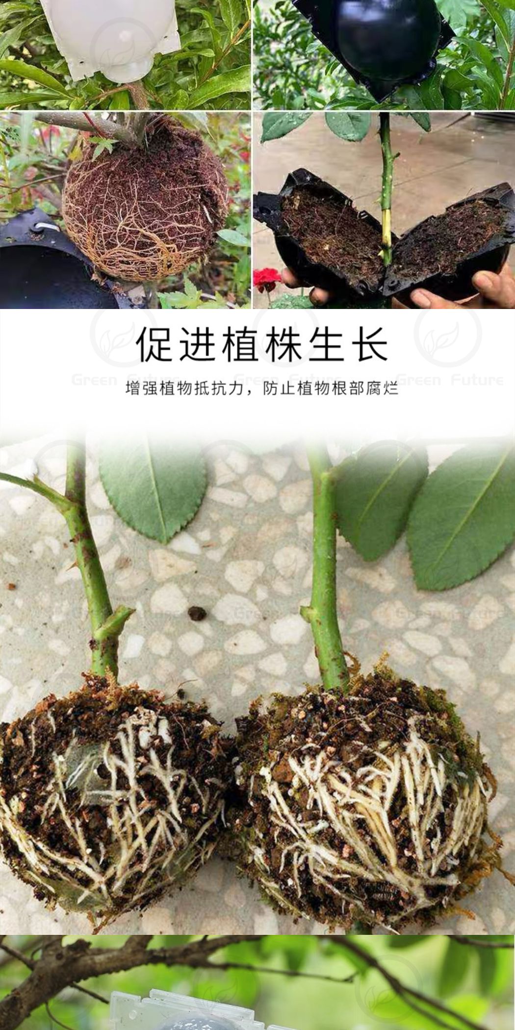 高压繁殖盒 Root growing boxes Rooting Boxes for Trees High Pressure Plant ...