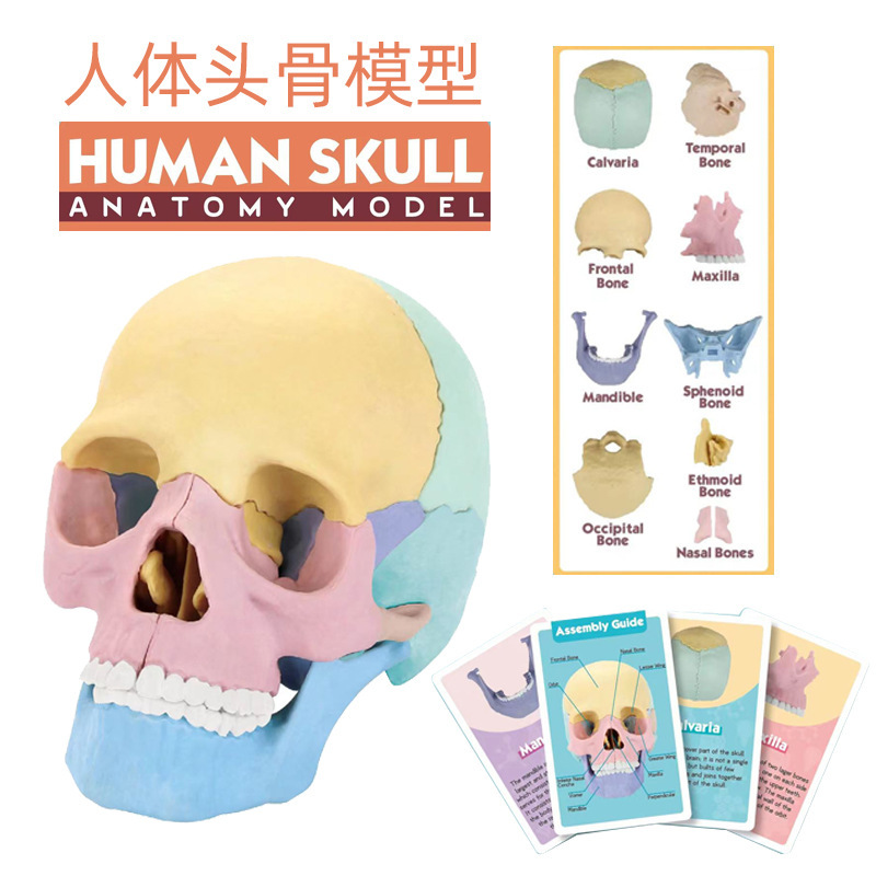 DIY Human Skull Body Anatomy Skeleton Organs Assembly STEM STEAM ...