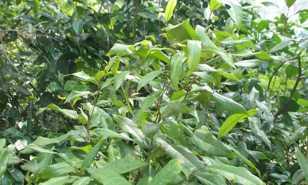 Anak Pokok Ulam Cemperai/Cerperai | Shopee Malaysia