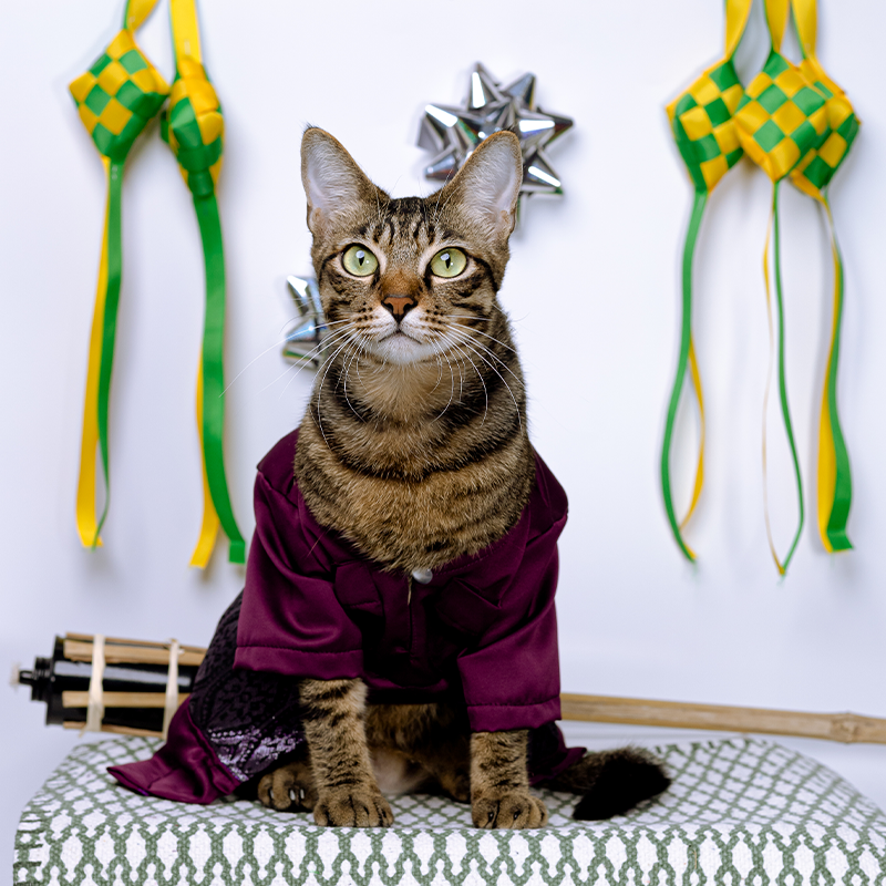 [BUATAN MAS] DARK RED Premium Baju Melayu Kucing Baju Kurung Baju Raya ...