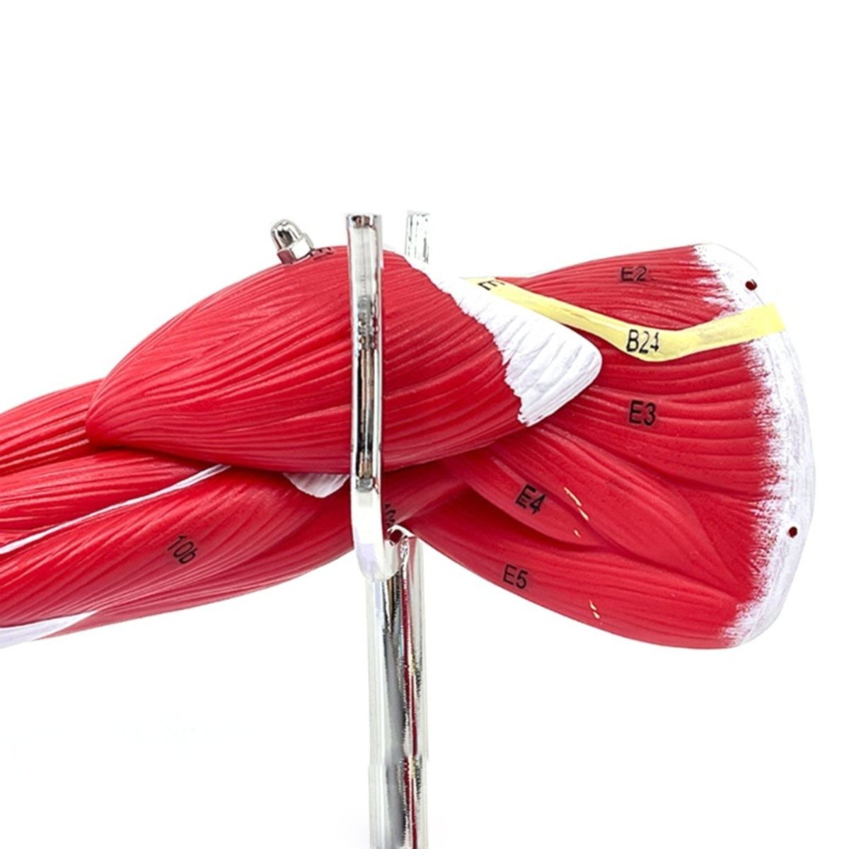 Human Limb Anatomical Muscle Model - Upper and Lower Limb Anatomy Model ...