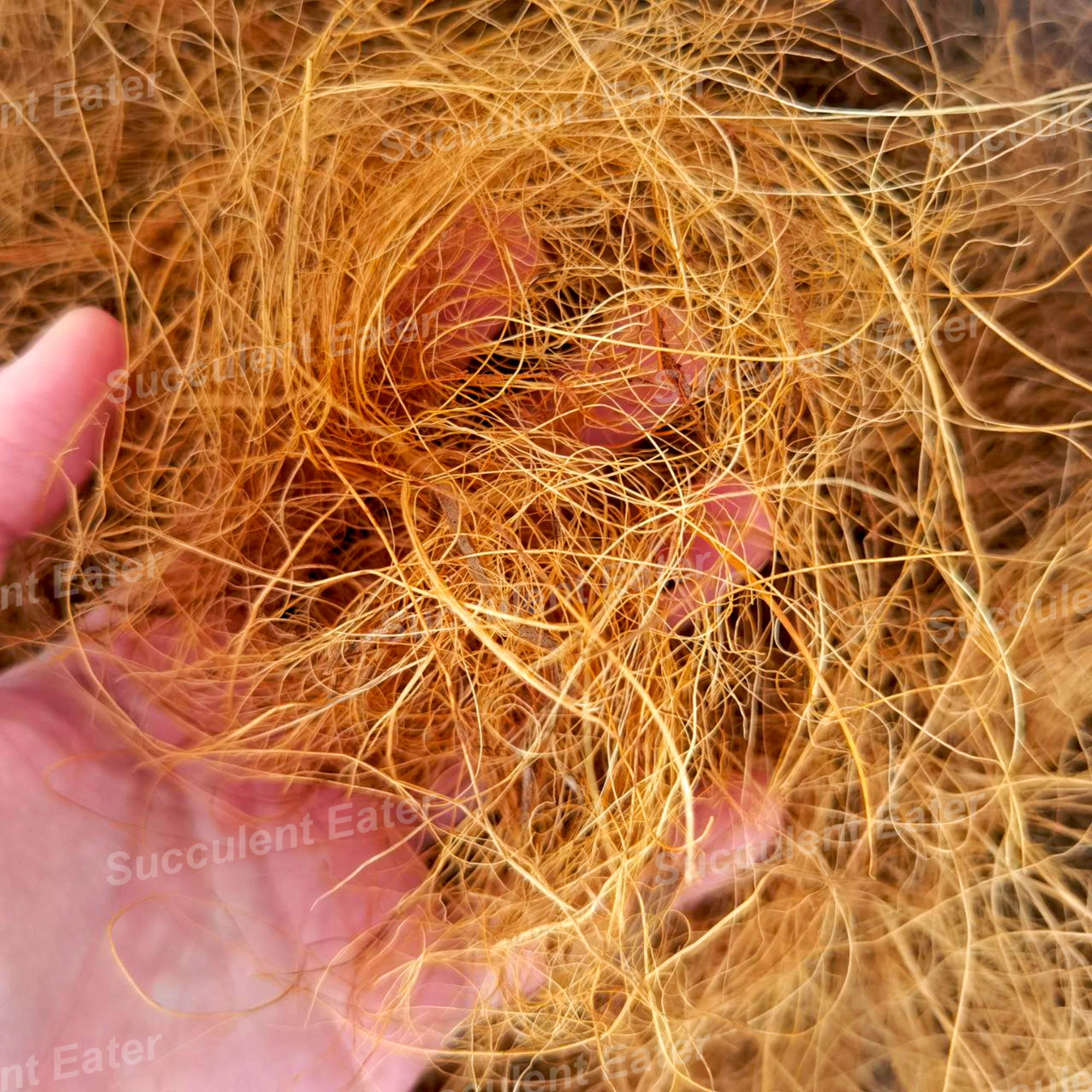 Cocofiber 100g Coco Fibre Sabut Kelapa Kasar Kering Coconut Husk Soil ...