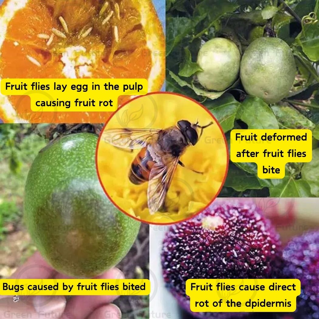 Photo inspiration: Fruit Fly Trap Bottle 果蝇 Insect Flies Catcher Fruit Fly Photo Inspiration