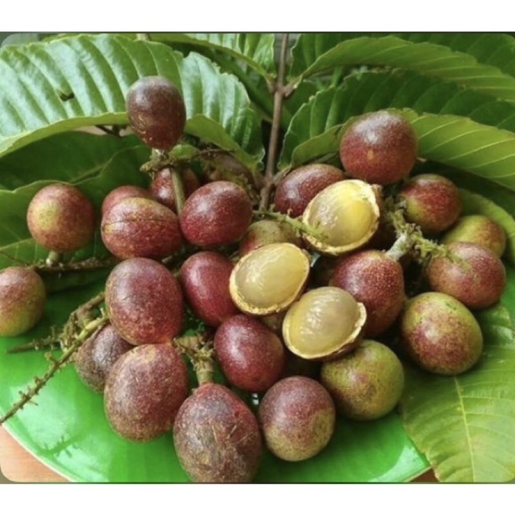 RINA • pokok longan Brazil @ matoa • buah tiga rasa fruit sapling ...