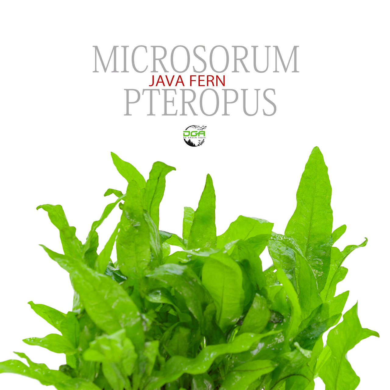 Aquatic Plants Microsorum Pteropus Java Fern Low Tech PLants(水族造景铁皇冠 ...