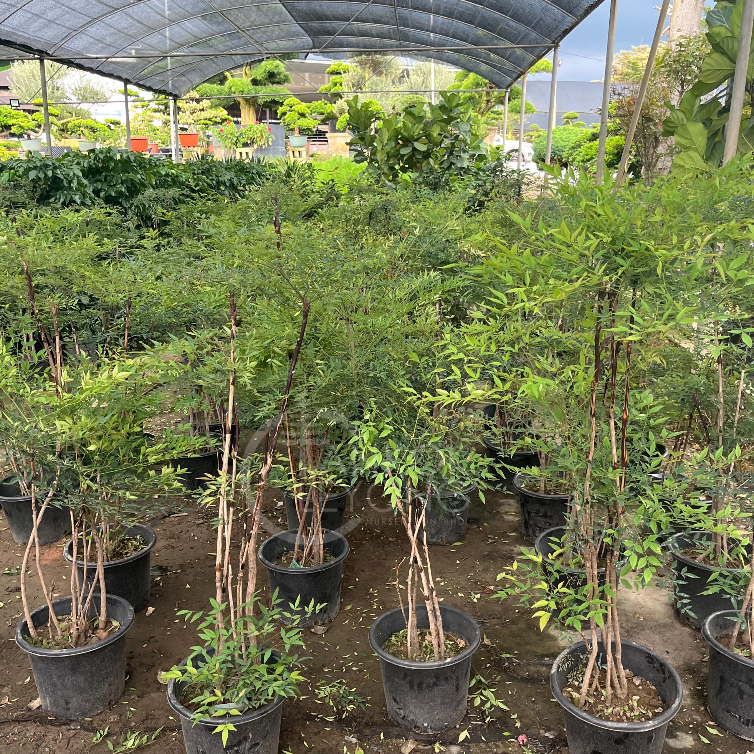 TKL - Big Size Nandina Domestica (Chinese Sacred Bamboo/Heavenly Bamboo ...