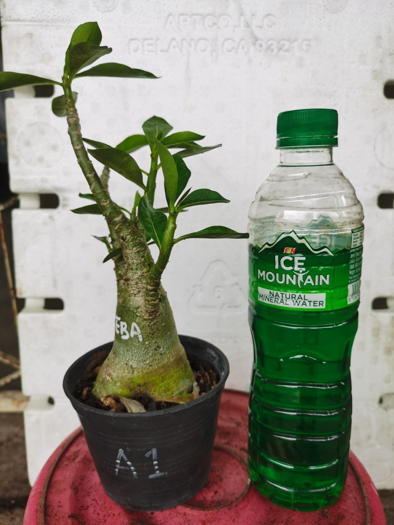 Bunga Kemboja 