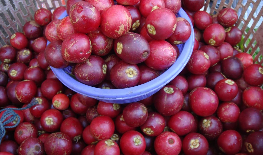 Anak Pokok Buah Rokam/Rukam Nadir | Shopee Malaysia
