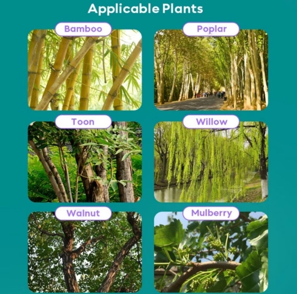pokok rumput lalang reput tiada lagi Large tree and wood insecticide ...