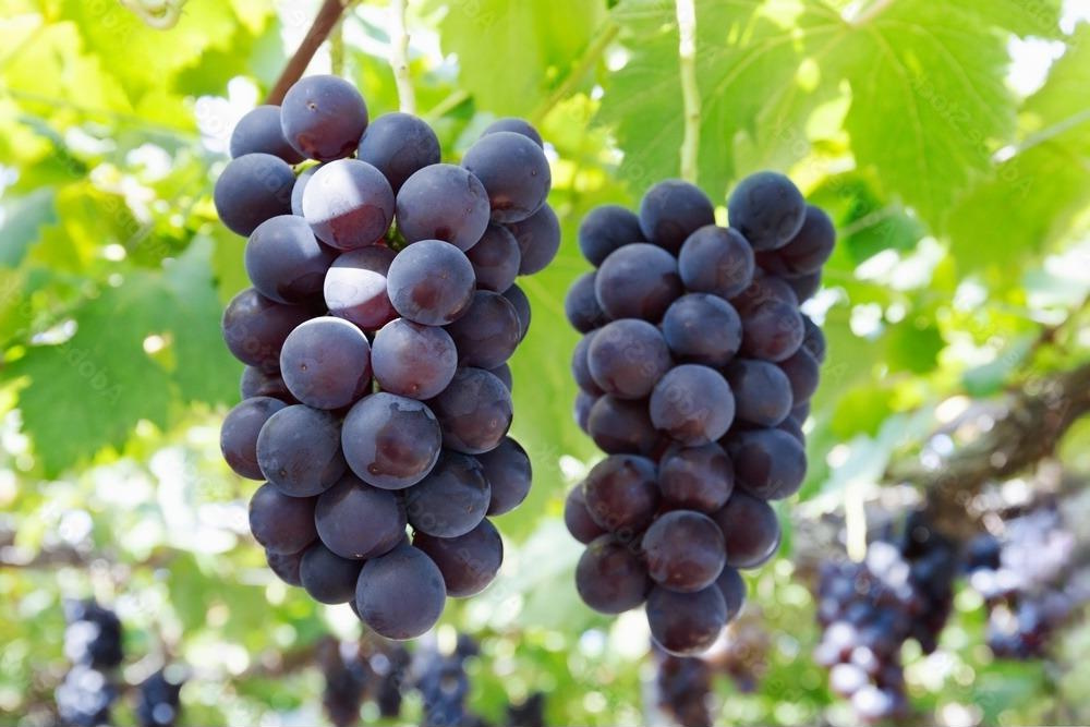 Anak Pokok Anggur Kyoho Buah Hitam Seedless | Shopee Malaysia