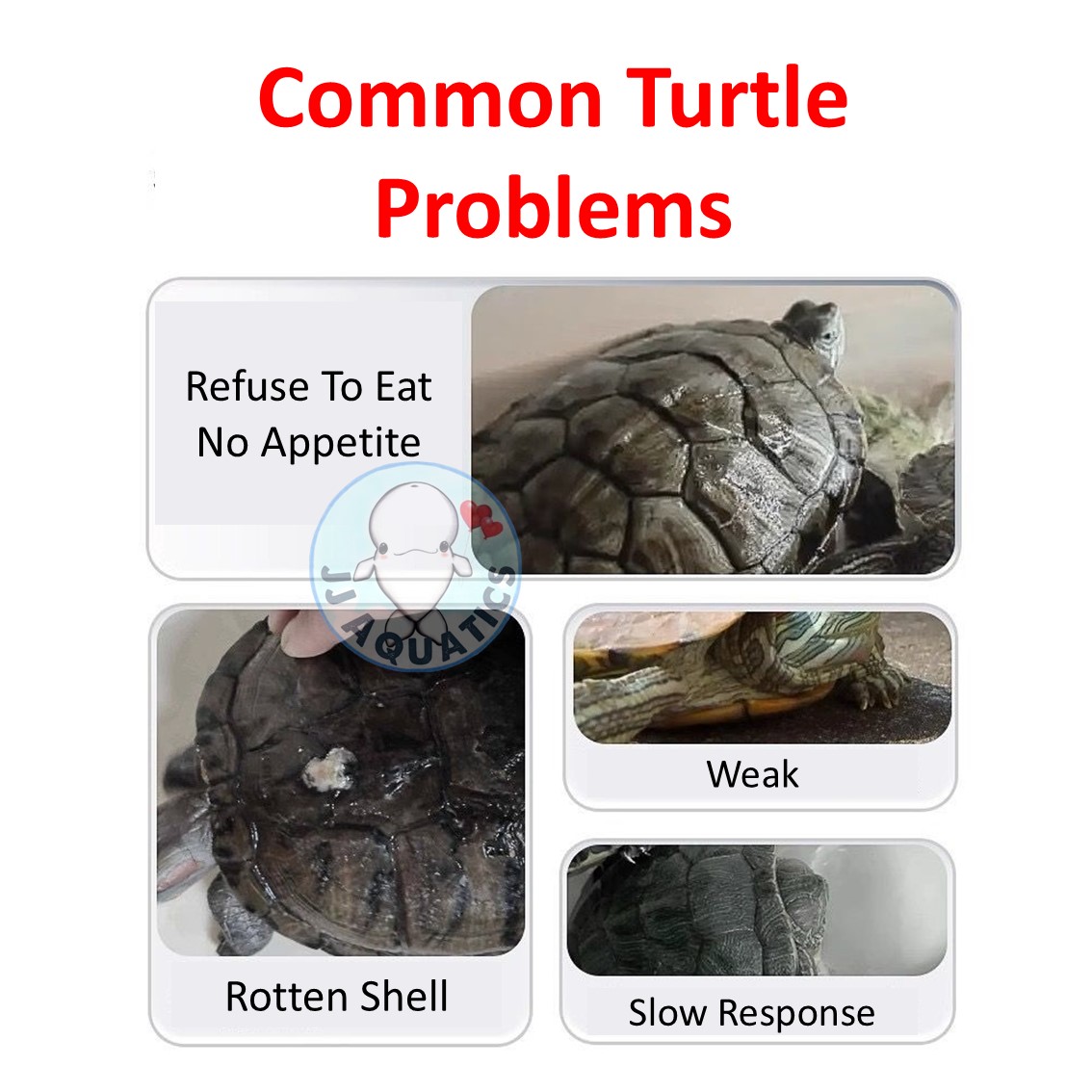 🔥Ready Stock🔥 Turtle Tortoise Electrolyte Multi Vitamin Hydration ...