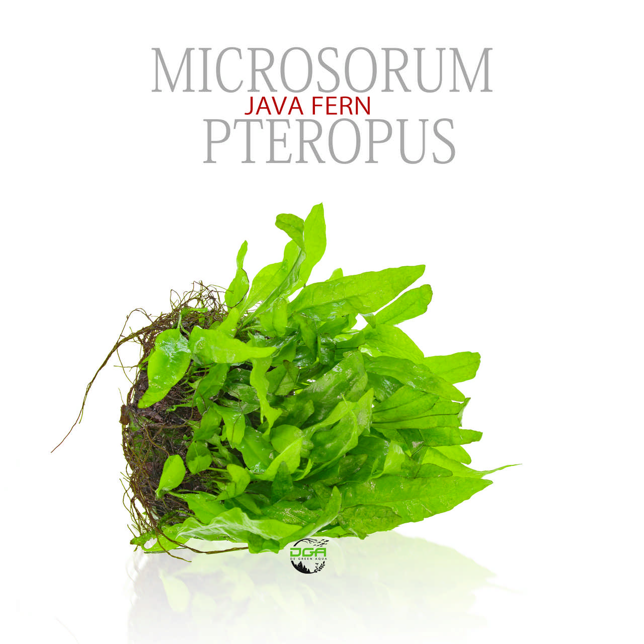Aquatic Plants Microsorum Pteropus Java Fern Low Tech PLants(水族造景铁皇冠 ...