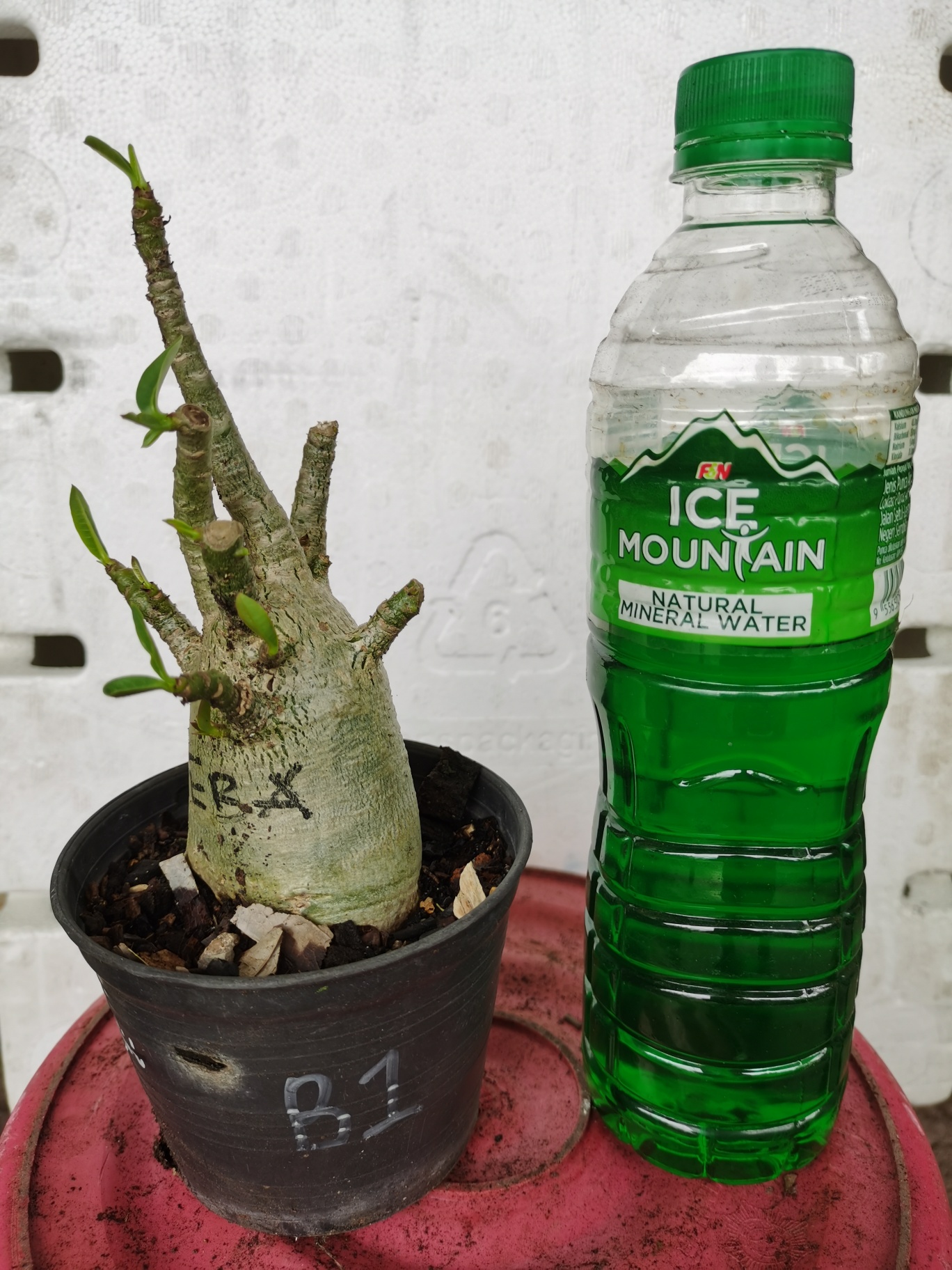 Bunga Kemboja 