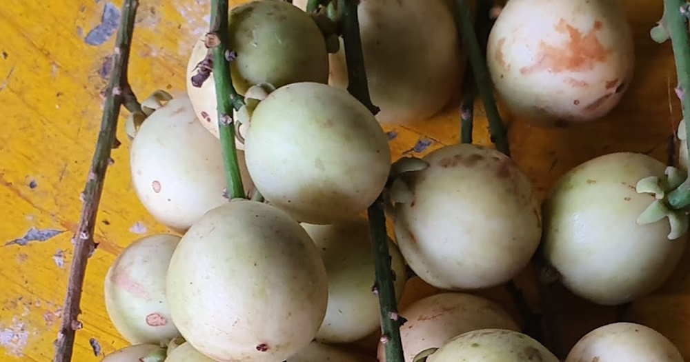 Pokok Rambai Telur Kahwin Saiz Besar | Shopee Malaysia