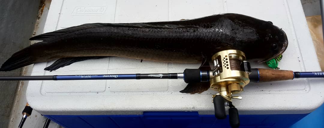 Zerek Amazoniac Arachne Casting Rod | Shopee Malaysia