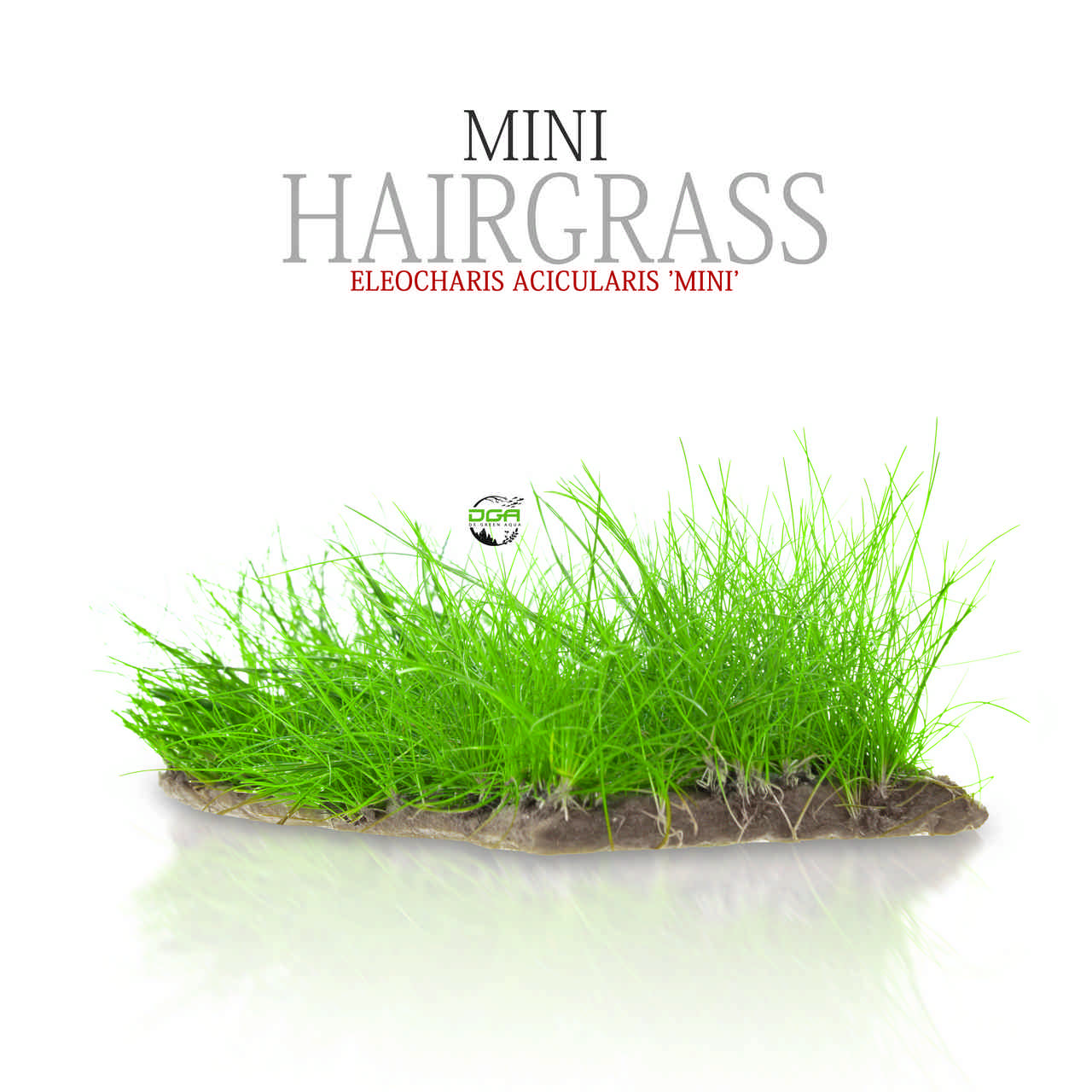 Aquatic Carpet Plants Mini Hair Grass Eleocharis acicularis 'Mini ...