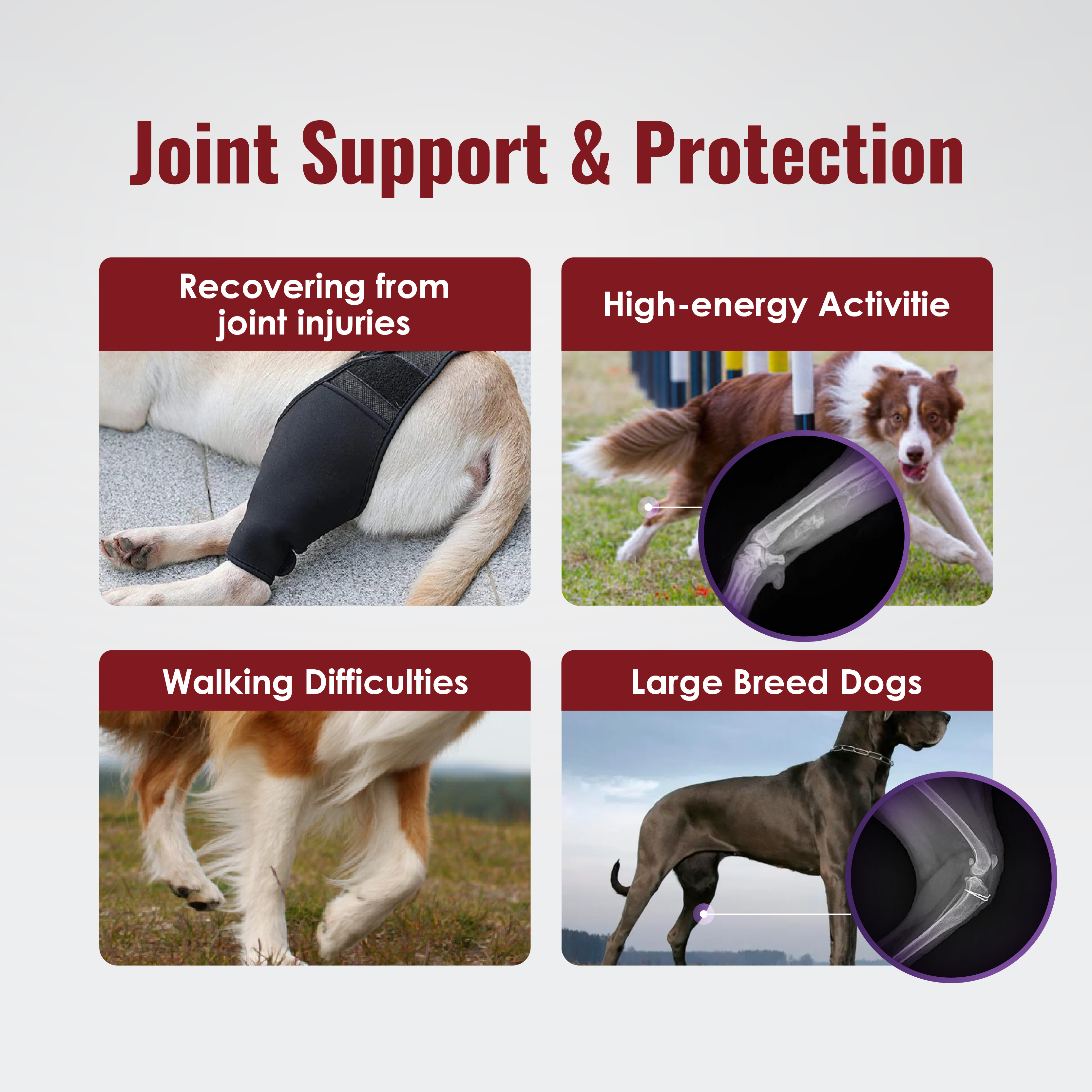 Predator Raw Life Hip & Joint Pet Supplement Boost Joint Pain ...