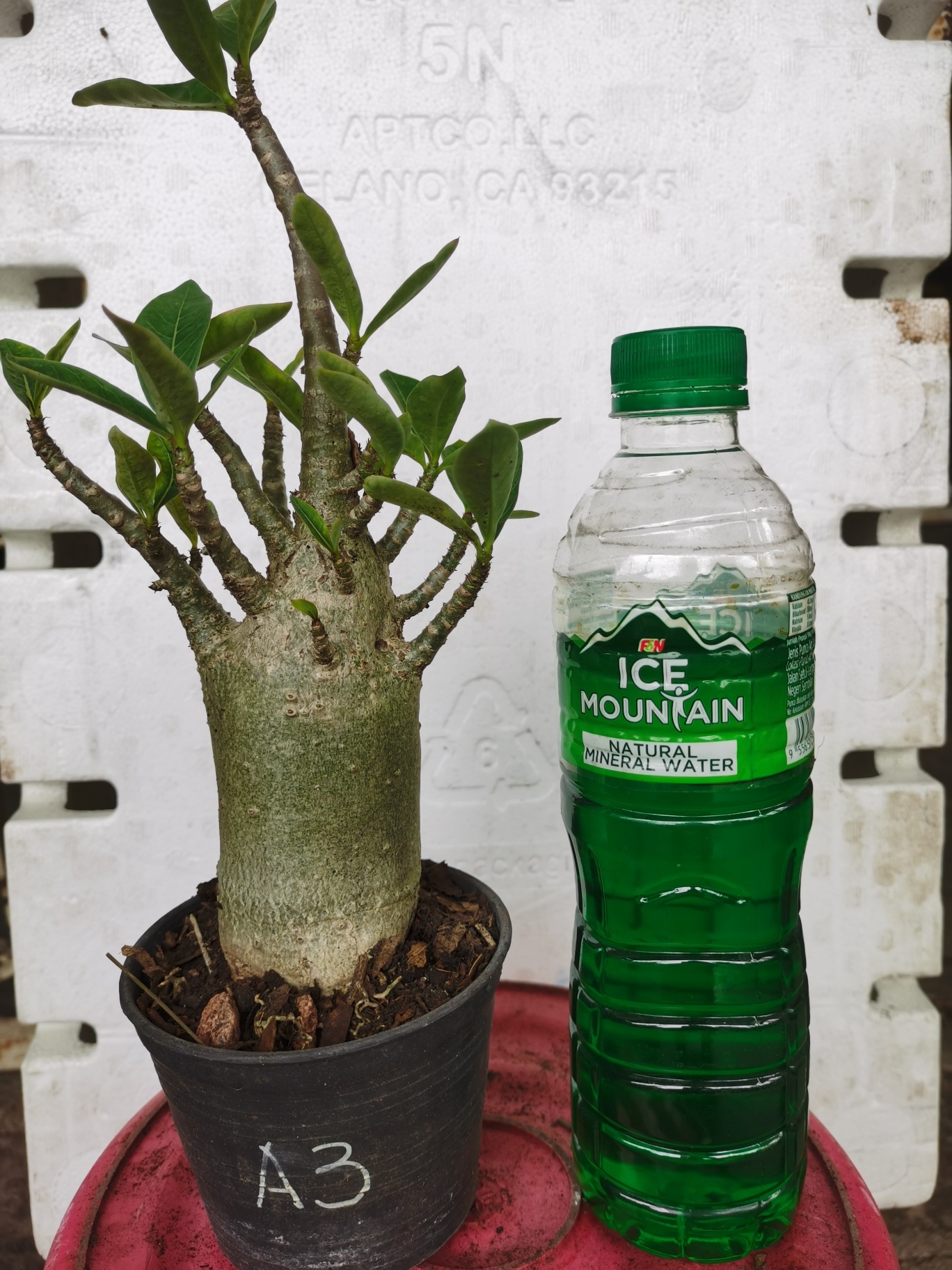 Pokok Bunga Kemboja 