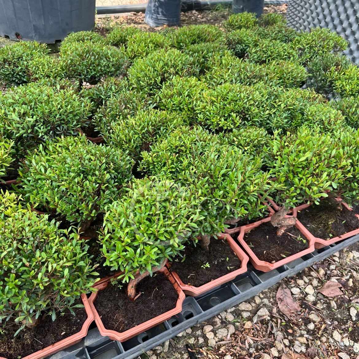 TKL - Outdoor Bonsai Syzygium Buxifolium 'S' (Small-leaf Brush Cherry ...