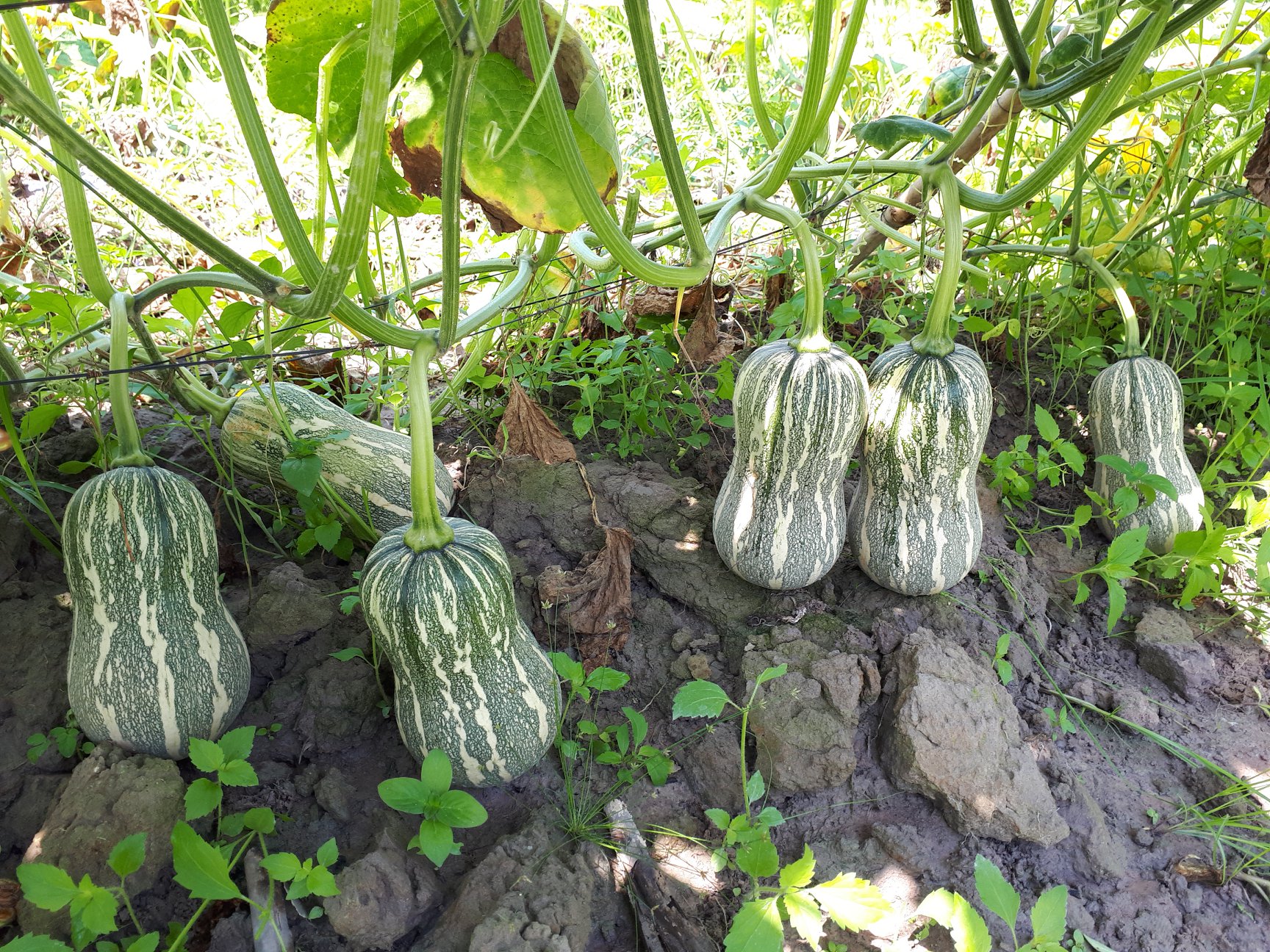 10 BIJI BENIH LABU MADU ASIAN BUTTERNUT SQUASH JENIS HIBRID | Shopee ...