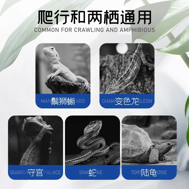 Natural Infinite Transgen Reptile Gecko Lizard Tortoise Iguana Snake ...