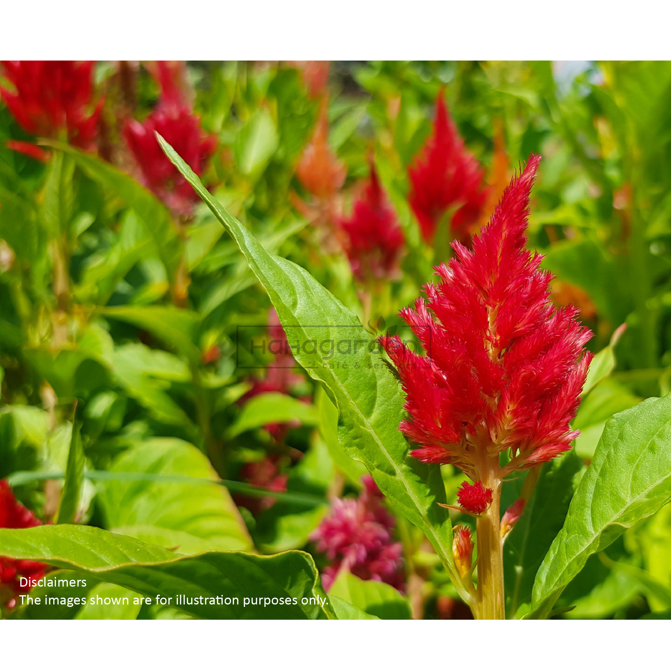 Anak Pokok Celosia Cockscomb Red/ Pokok Bunga Balung Ayam Merah (LIVE ...