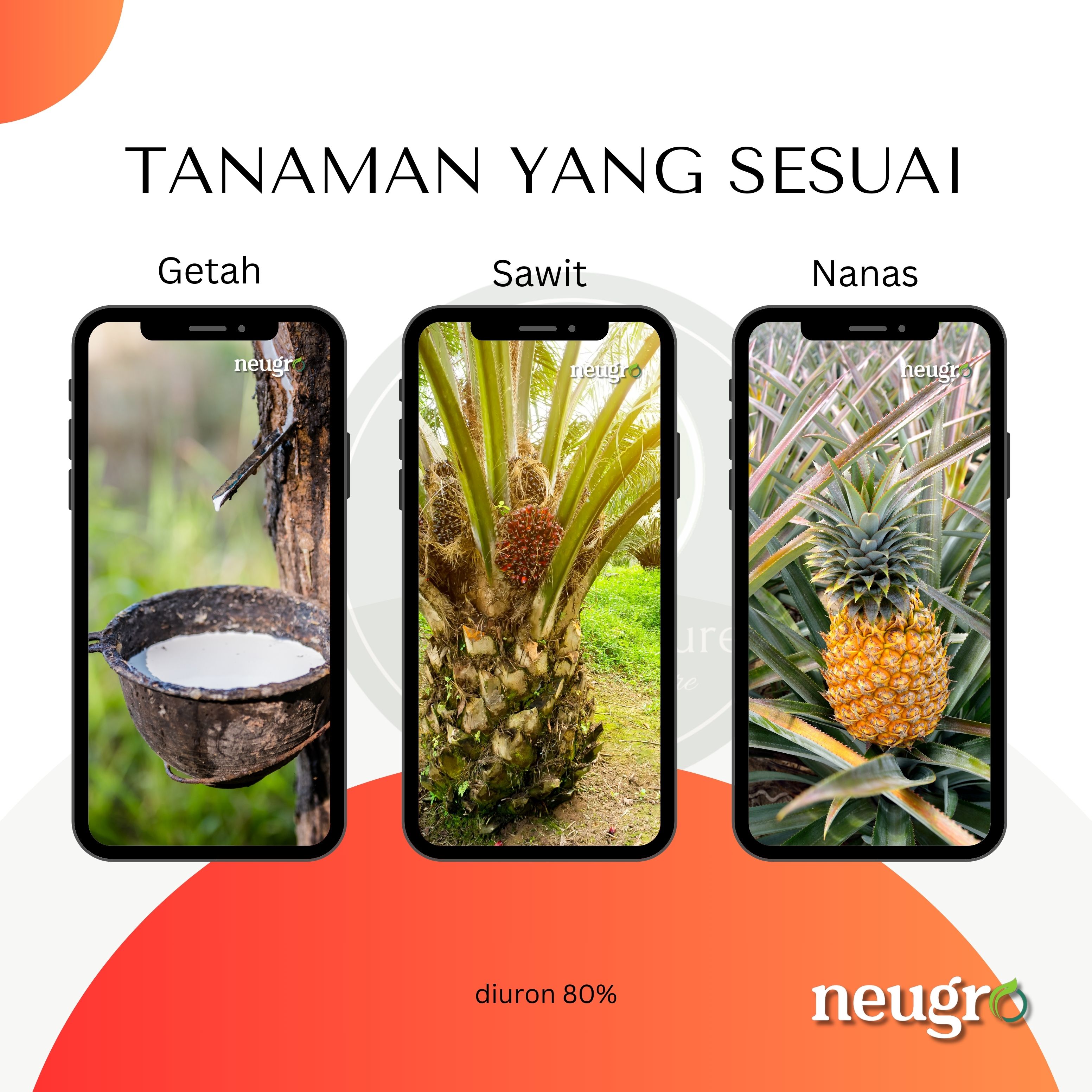 Ancom DIURON 80 (500g)- Racun Rumpai Rumput Sambau Sawit/ Nanas/ Getah ...