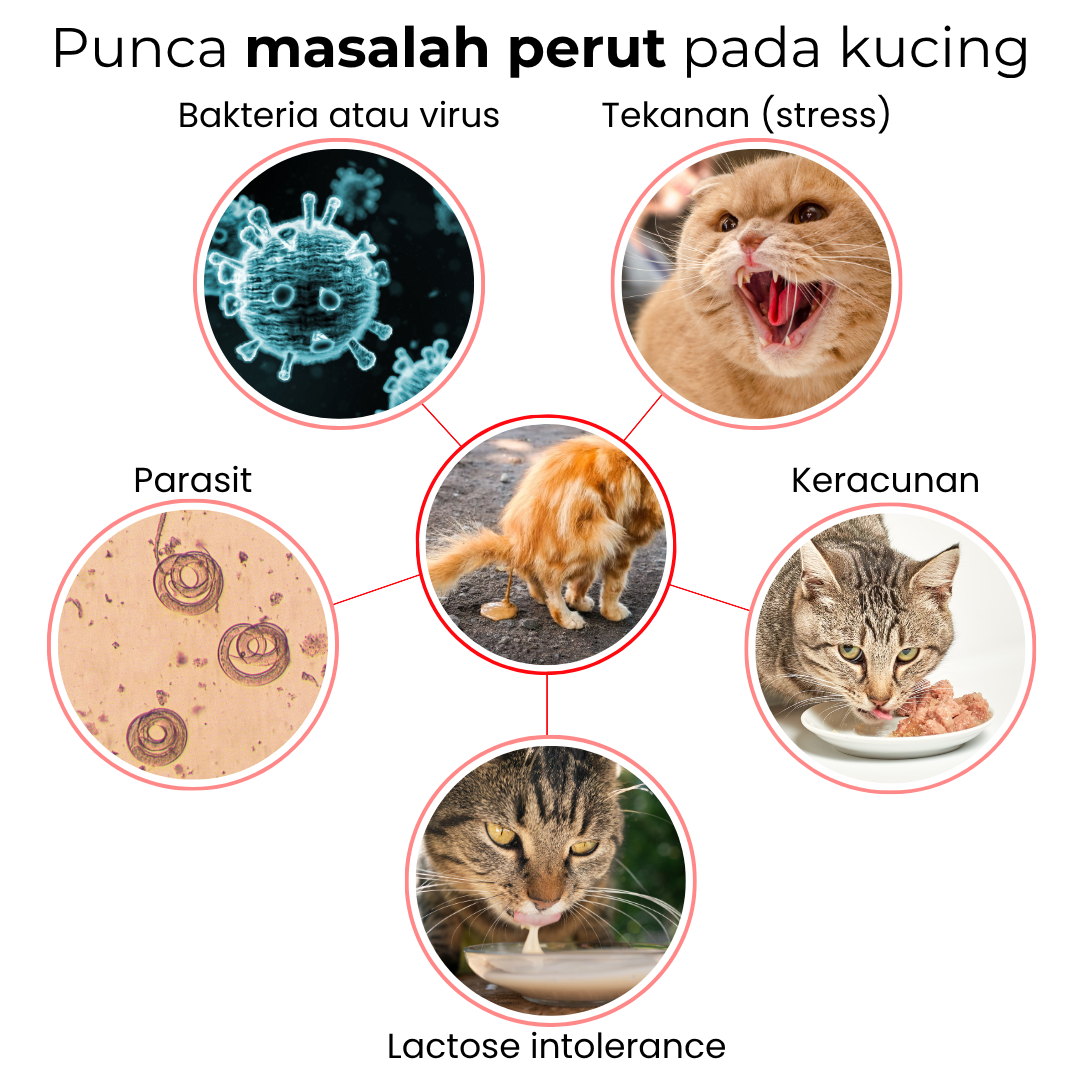 KPSPro Ubat Cirit-Birit dan Muntah Kucing sakit perut najis berak cair ...