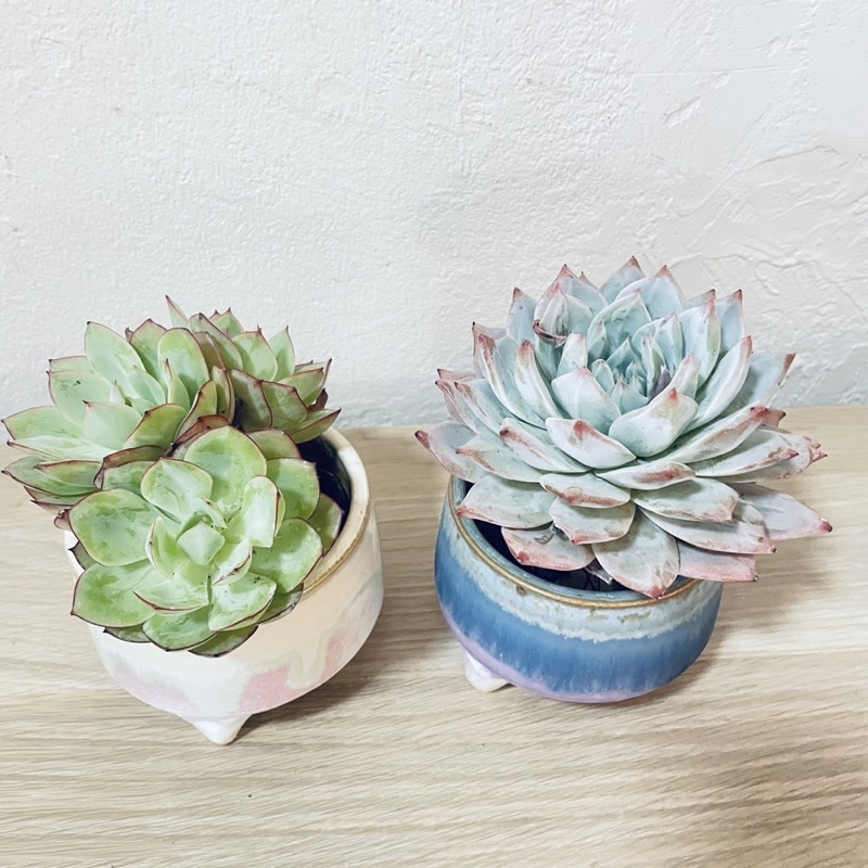 succulents pot- 多肉盆（pot only) | Shopee Malaysia