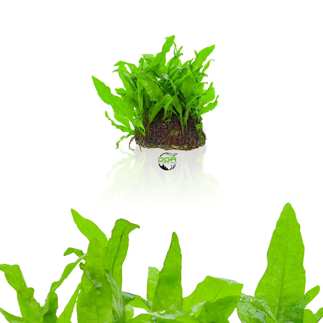Aquatic Plants Microsorum Pteropus Java Fern Low Tech PLants(水族造景铁皇冠 ...