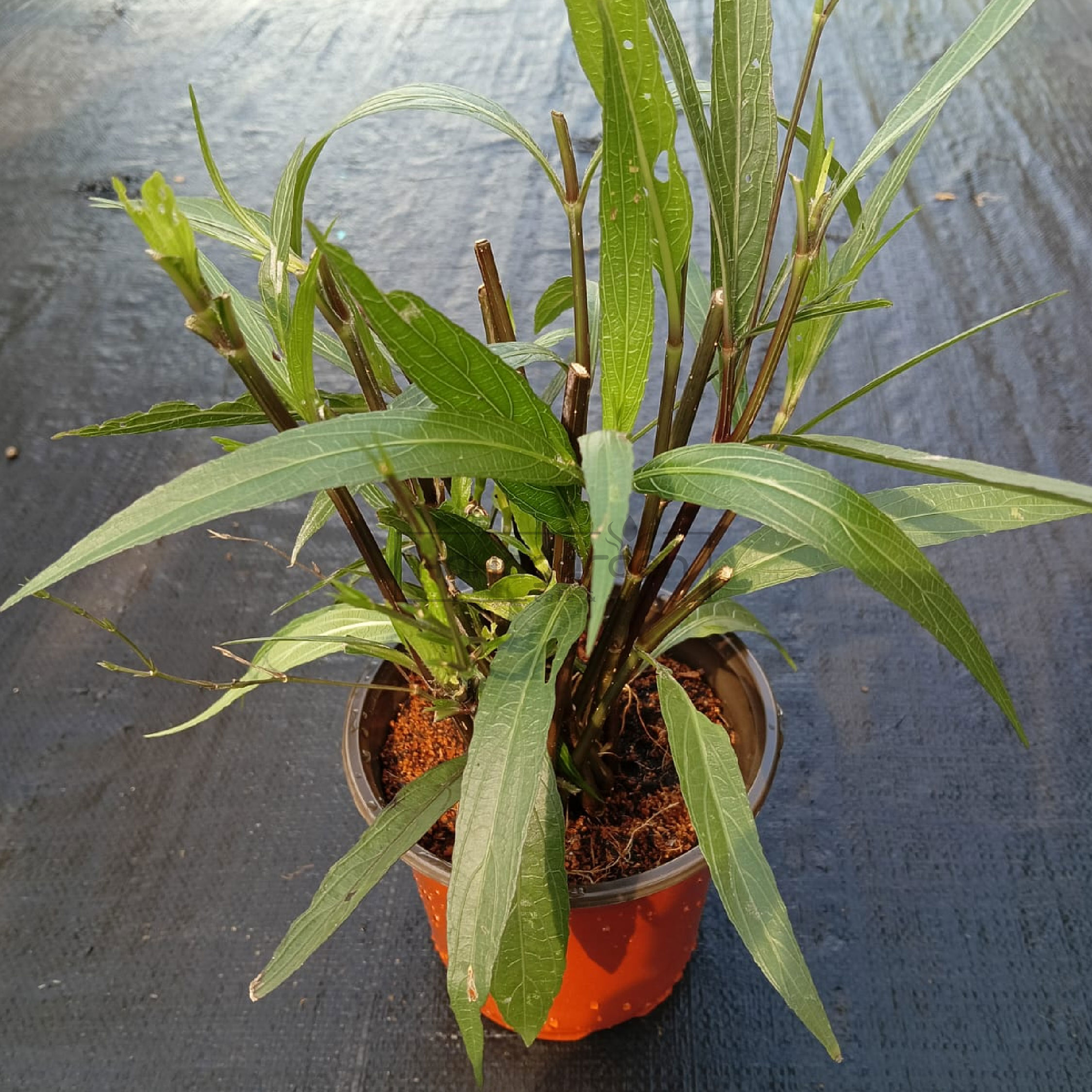 Anak Pokok Bunga Ruellia Ungu/ Ruellia Simplex Purple/ Petunia Mexico ...