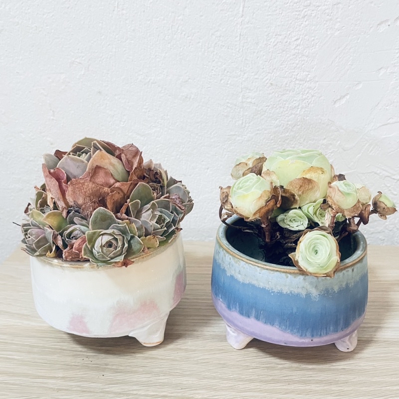 succulents pot- 多肉盆（pot only) | Shopee Malaysia