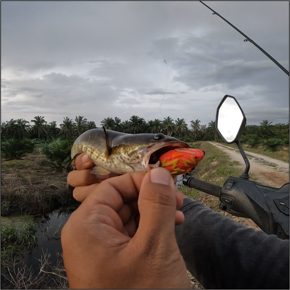 EXP RUGBY Z Soft Rubber Frog Expert For Snakehead Hunter Haruan/Bujuk ...