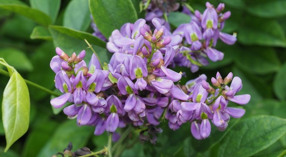 Anak Pokok Callerya Reticulata (Evergreen Wisteria) | Shopee Malaysia