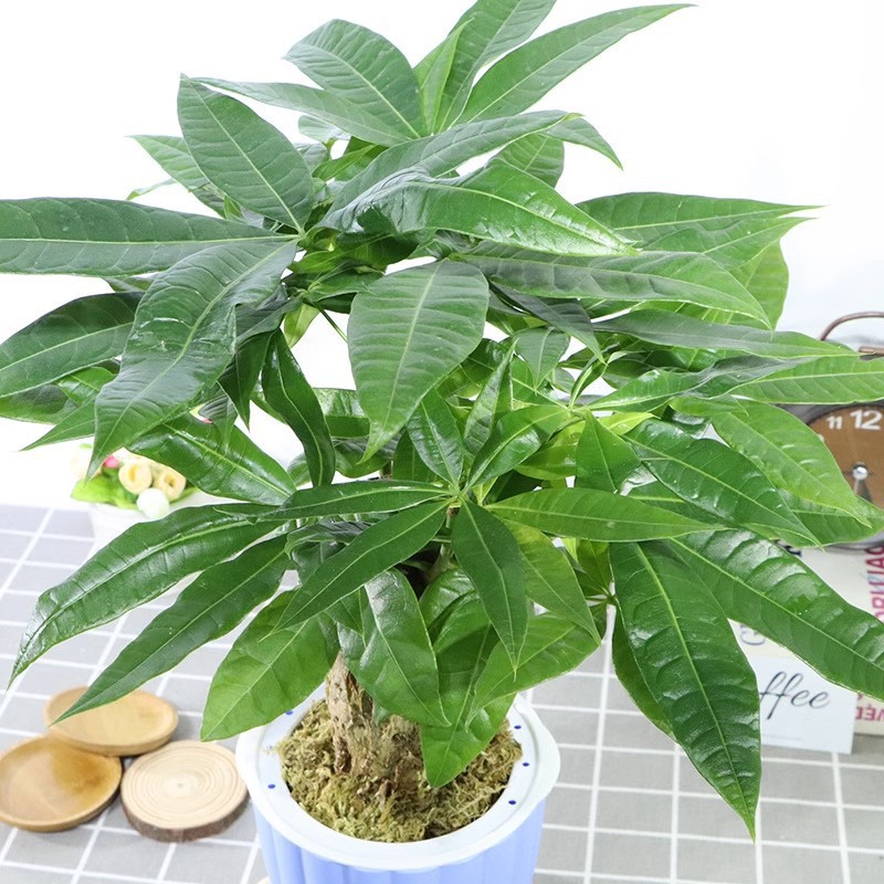 300ml Baja Khas Pokok Wang Money Tree Fertilizer - 发财树专用营养液 | Khas ...
