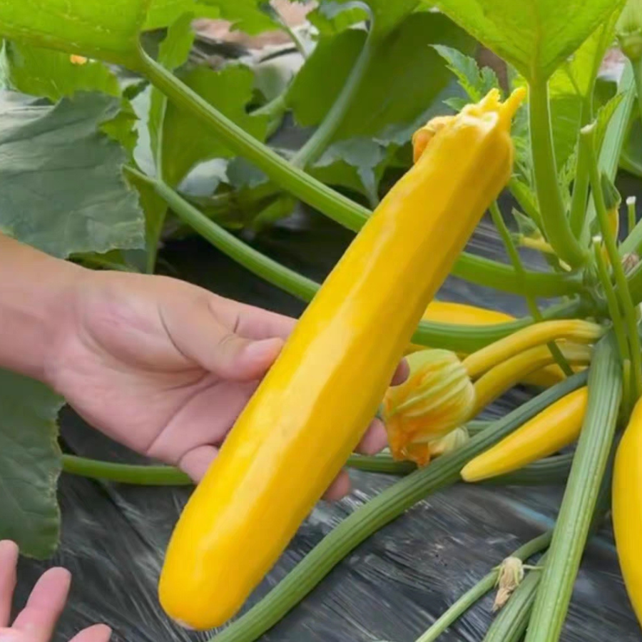 Benih Zucchini Pisang Kuning Kulit Emas Hasil Tinggi Boleh Makan Mentah ...